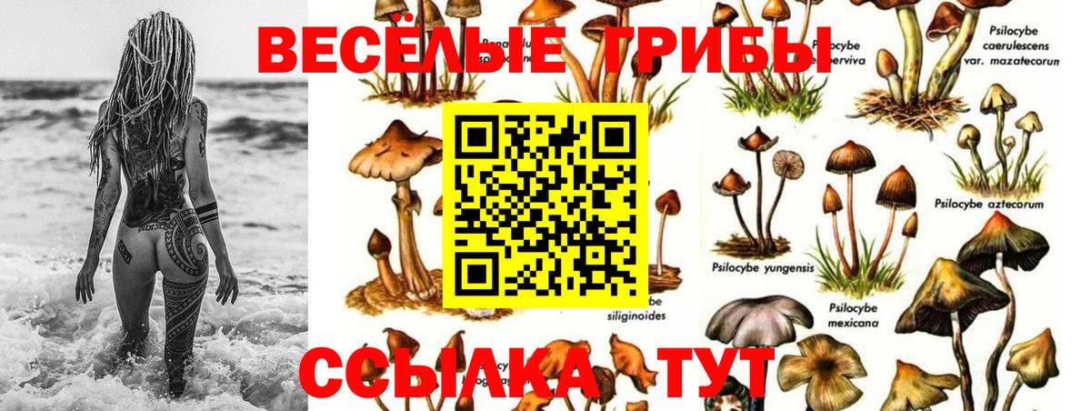 Галлюциногенные грибы Psilocybe  Псилоцибиновые грибы ЛСД  Новочебоксарск  Вход с VPN 