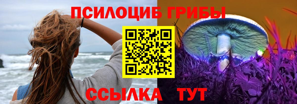 Галлюциногенные грибы Psilocybe Новочебоксарск